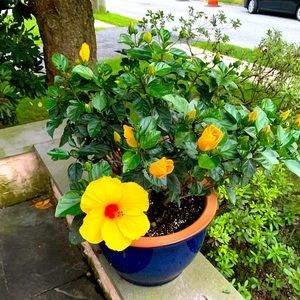 Meet your Posher, Lina